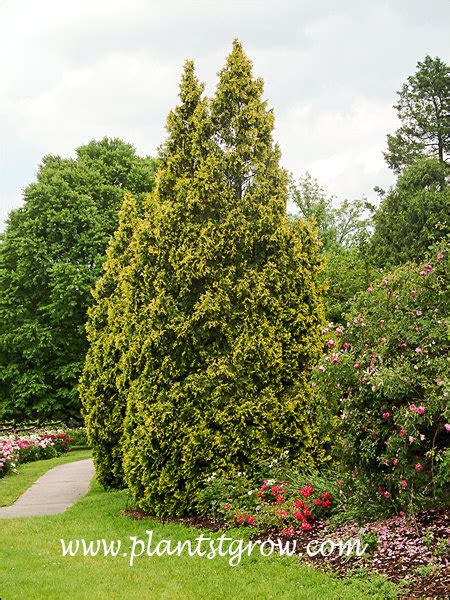 George Peabody Arborvitae Thuja Occidentalis Lutea Plants To Grow