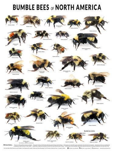 Bumble bees of North America Poster (18" x 24") | The Bees In Your Bac