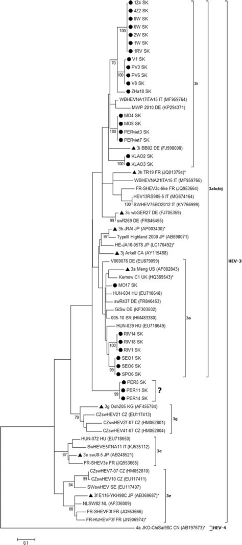 Phylogenetic Tree Of HEV Nucleotide Sequences Based On Partial ORF1