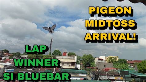 Pigeon Training Midtoss 155 Kms Paniqui Tarlac Next Week Derby Na