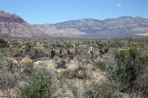 Wild Burros In The Nevada Desert Stock Photo Image Of Nature
