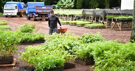 Vivero forestal y huerto medicinal de ITAIPU produjo un millón de plantines