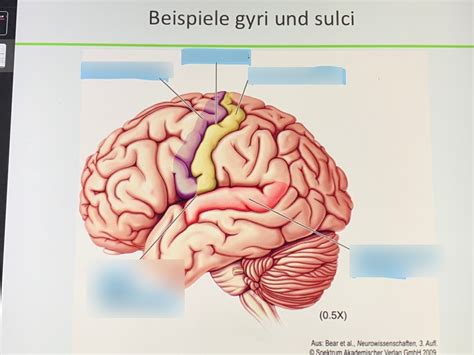 Beispiele Gyri Und Sulci Diagram Quizlet