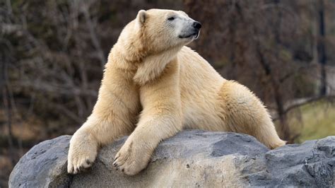 Polar bear at Calgary Zoo died by drowning following 'crushing' injury | Daily Guardian