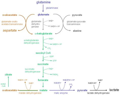 Glutaminolysis An Energry Producing Pathway Metabolic Scheme