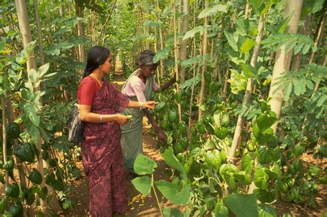 Explique O Que Agricultura Itinerante