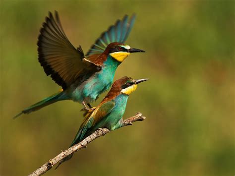 How Do Birds Mate Everything Explained Bird Fact