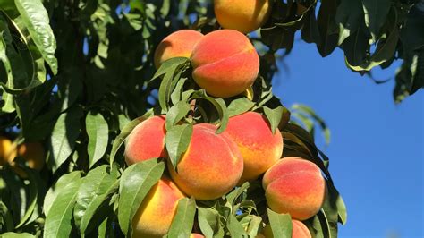 Descripción de un Durazno Melocotón En la Huerta de Durazneros ROsy