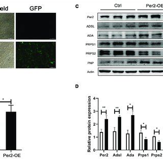 | (A) Detection of GFP by fluorescence microscopy at 48 h after ...