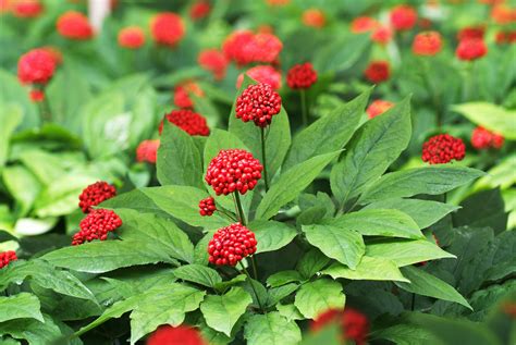 Planting Ginseng Plants