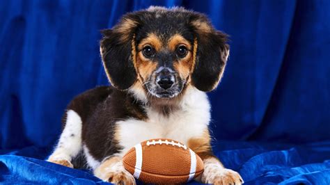 'Puppy Bowl XIX': Meet This Year's Adorable Roster of Adoptable Players (PHOTOS)