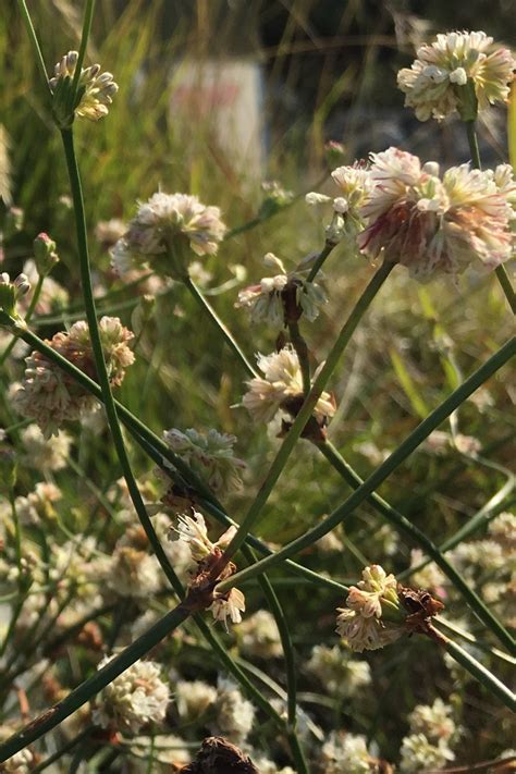 Eriogonum nudum – The Watershed Nursery