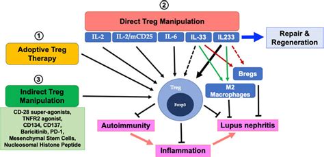 Frontiers Targeting Regulatory T Cells For Therapy Of Lupus Nephritis