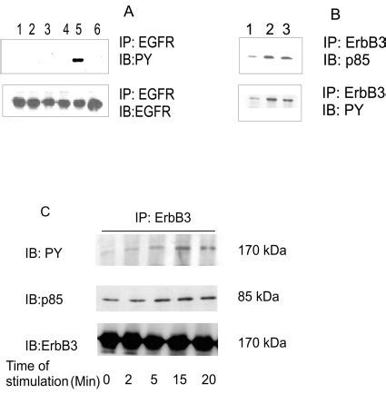 Carbachol Stimulates ErbB3 Tyrosine Phosphorylation And Increased