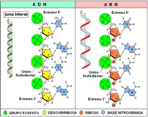 Aprende A Diferenciar Las Moleculas Del Adn Y Arn Historia Y Descubrimiento De Las Moléculas De