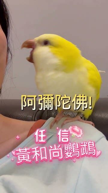 很愛與人對話的和尚鸚鵡任信~可愛極了~~~beautifulbirds Parrottalking 可愛 Cutebirds