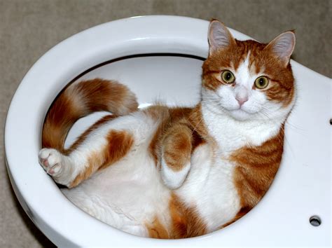 Filecat Lying In A Toilet Bowl Wikimedia Commons