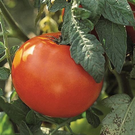 Old Brooks Tomato Late Blight Resistant Tomato Seeds Totally Tomatoes