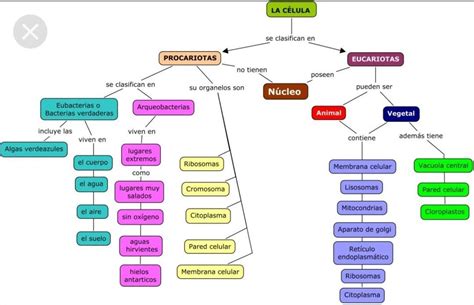 Mapa Conceptual De La Celula Vegetal Y Sus Partes