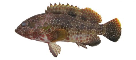 Epinephelus Spilotoceps Fishider