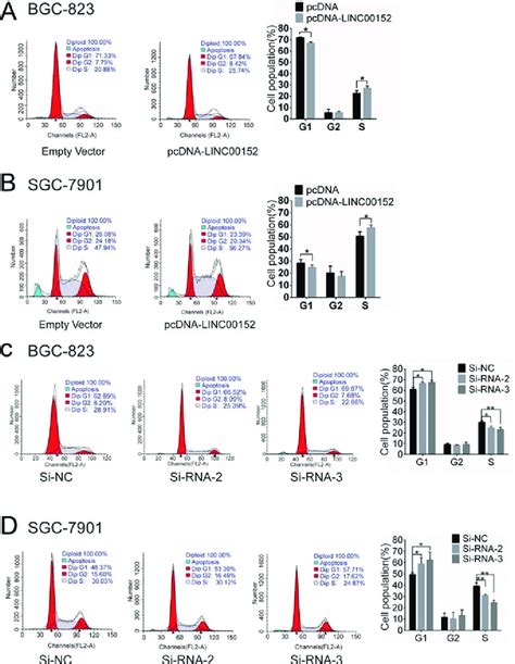 Linc00152 Expression Regulates Gc Cell Cycle A B Cell Cycle