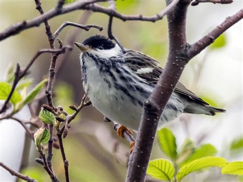 Blackpoll Warbler Migration Map