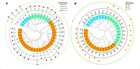 The Phylogenetic Relationships And Conserved Domain Architecture Of