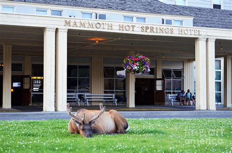 Mammoth Hot Springs Hotel Entrance Sleeping Elk In Yellowstone National