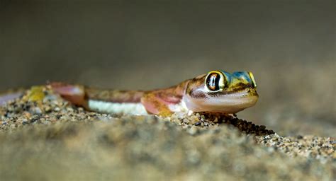 Namib Sand Gecko Pachydactylus Rangei At Oranjemund N Flickr