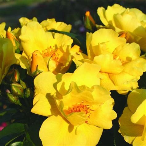 Drought Tolerant Roses Archives High Country Roses