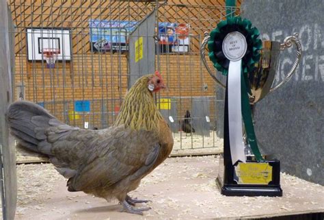 Blue Partridge The Dutch Bantam Club Of Great Britain Nicky Demaine