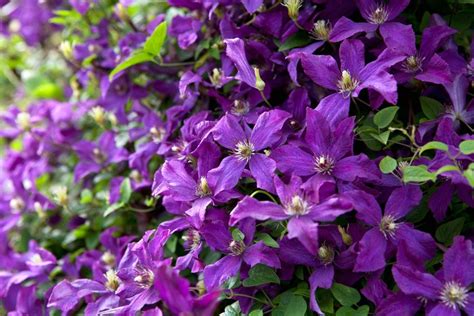 Best Clematis Viticella To Grow Bbc Gardeners World Magazine