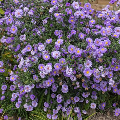 Aster 'Marie Ballard' | SlovenskeTrvalky.sk