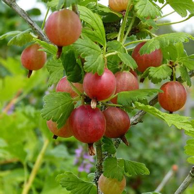 Gooseberry - Bob Wells Nursery at Sorelle Farms - Mineola, TX