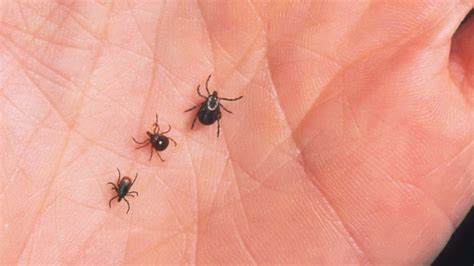 Tick Identification Deer Ticks Lone Star Ticks Dog Ticks