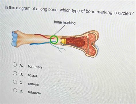 In This Diagram Of A Long Bone Which Type Of Bone Marking Is Circled