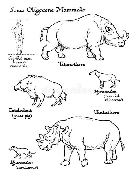 Oligocene Mammals Stock Illustrations – 5 Oligocene Mammals Stock ...