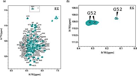 Con1 ¹h ¹⁵n Hsqc Spectra At 5 °c A Hsqc Spectra Are Shown With Peak