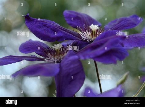 Late Large Flowered Clematis Jackmanii Stock Photo Alamy