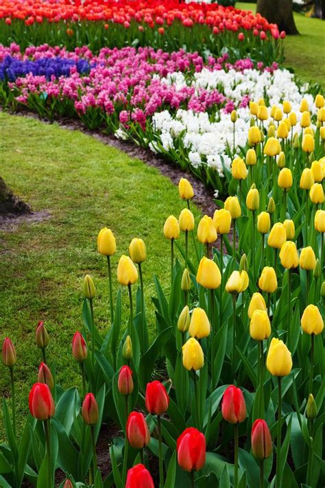 27 Gorgeous And Creative Flower Bed Ideas To Try In 2020 Tulips