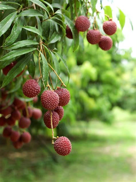 Leeches Fruit Tree