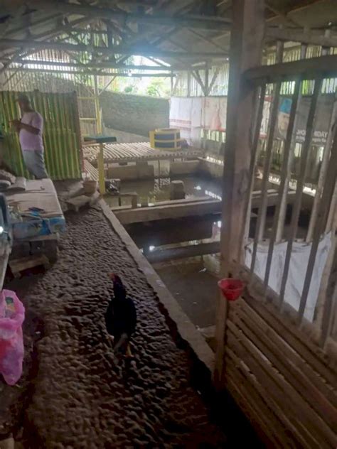 Rumah Dan Kolam Ikan Dijual Co Id