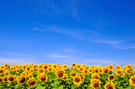 Yellow Sunflowers Over Blue Sky Stock Photo Download Image Now Istock