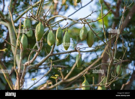 Kapok Tree Hi Res Stock Photography And Images Alamy