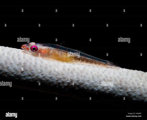 Underwater Picture Of Large Whip Goby On Gorgonian Sea Whips Stock