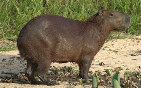 Capybara Wallpapers Wallpaper Cave