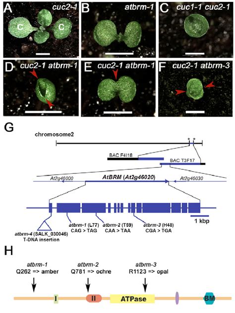 Atbrm Mutants Isolated In A Genetic Screen For Phenotypic Enhancers Of