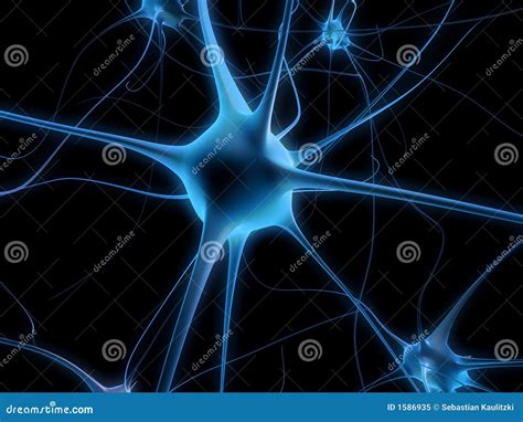 Neuron Cell Body Anatomy Cross Detailed Section Anatomy Dendrites