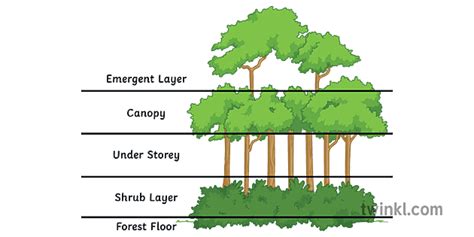 Structure Of A Tropical Rainforest Classroom Mangement Geography KS3