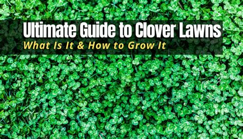 Ultimate Guide To Clover Lawns What Is It How To Grow It The